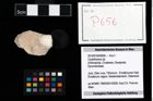 Foto (Objekt + Etikett) von Cyclothyreus sp.  (NHMW-GEO-2014-0194-0656)